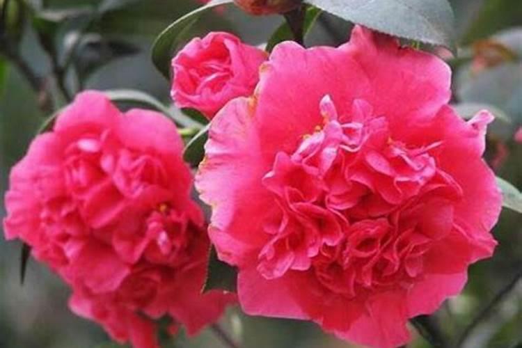 山茶花开花时能施肥吗,开花期施什么肥