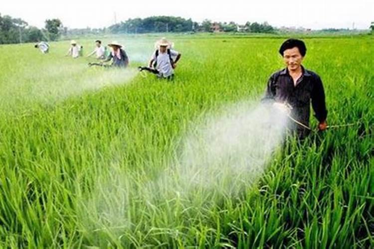 已到种小麦时,旱地小麦施什么肥料好？是尿素加二铵还是复合肥,NPK比例...
