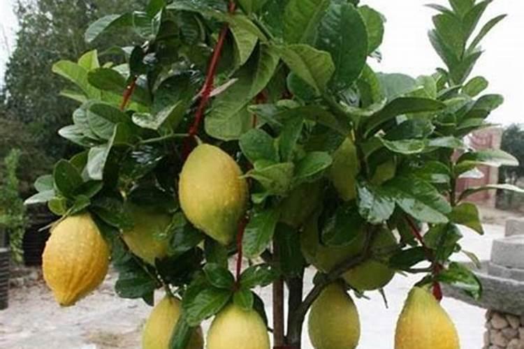香水柠檬施肥后根枯了怎么办？