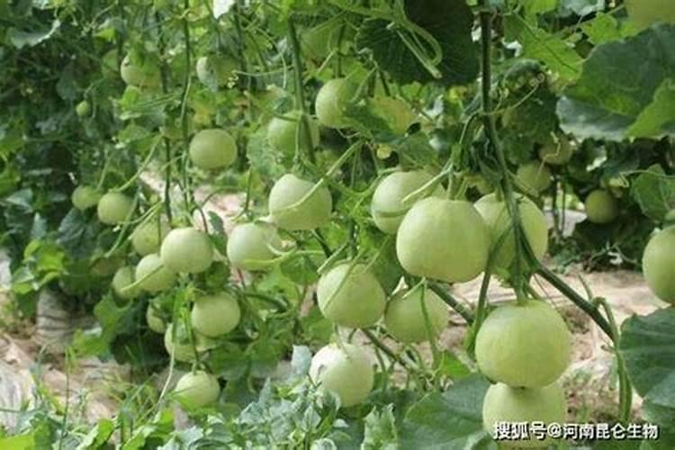 树苗放复合肥过多怎么办？