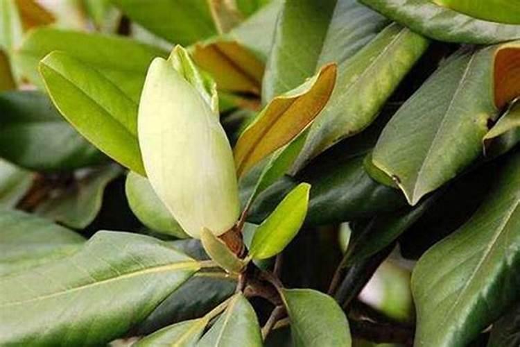 玉兰种植好活吗？