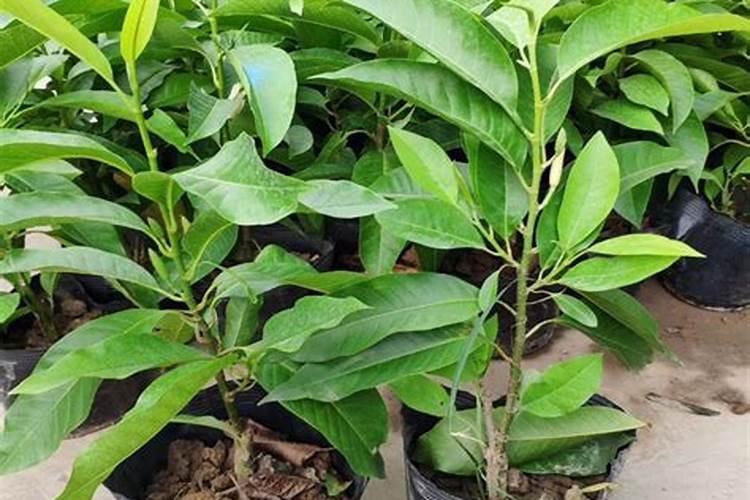 请问:什么花先开花后长叶？