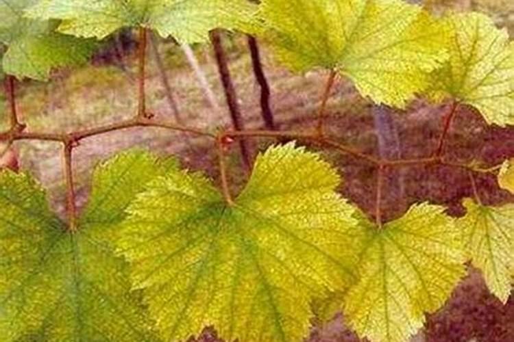 月季花可以用磷酸二氢钾肥吗(盆栽月季施什么肥最好)