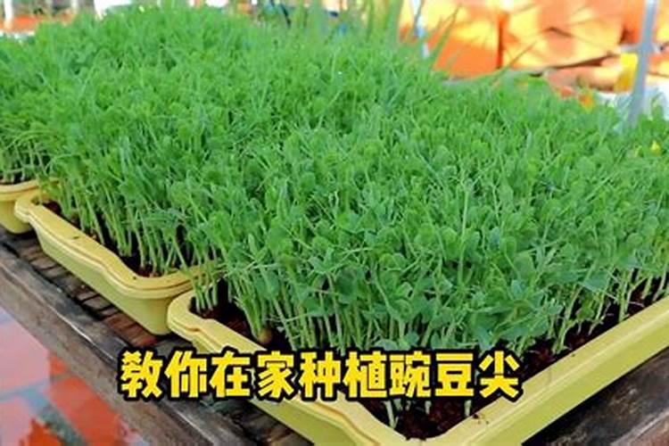 用什么药能使香菜长的粗壮