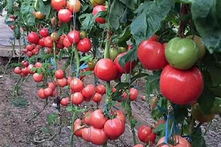 兰花施肥用什么肥料最好