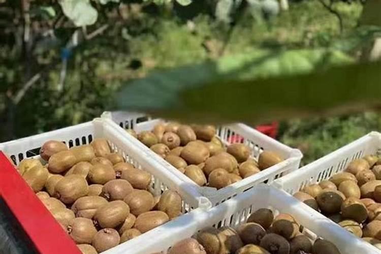 猕猴桃膨大期上什么肥料好？