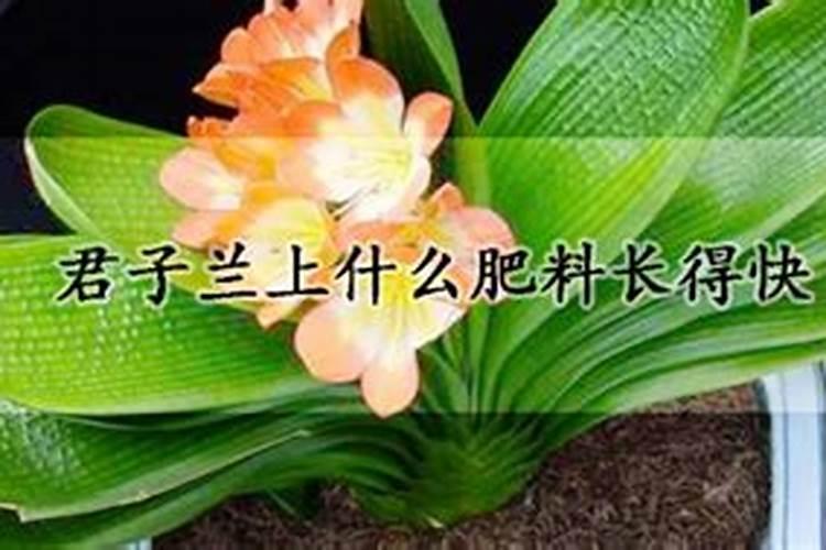 君子兰用什么肥料好