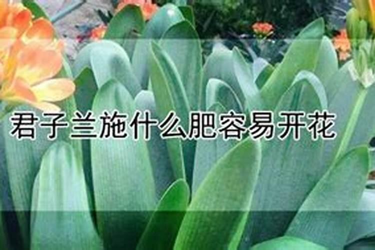 君子兰要施什么肥长得好