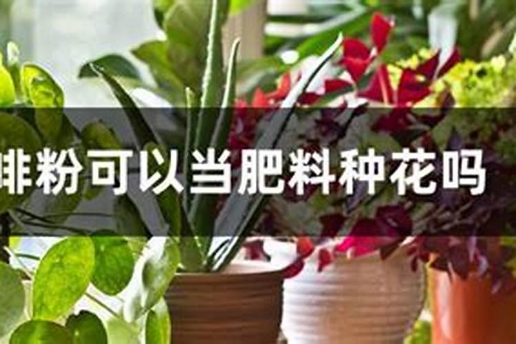 萝卜几天出苗