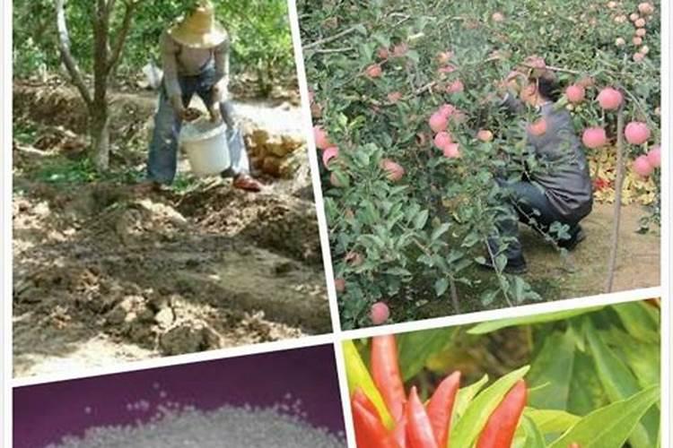 果树一至二月份开花几月份施硼肥合适、