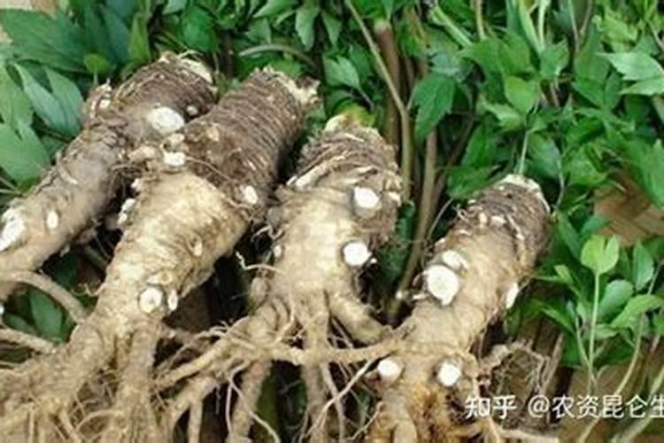 梨树结果后什么时候施肥,施什么肥,施数量多少