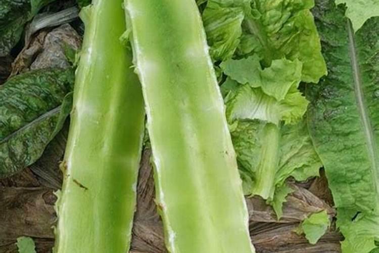 花生打啥药果针多 花生怎么施肥才能高产