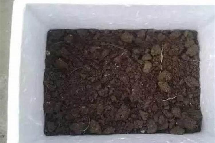 花生开花下针期田间管理要点