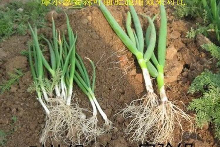 大蒜用什么肥料好 大蒜施肥要注意什么？