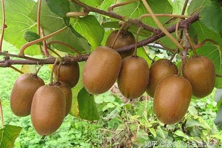 文竹怎么养才能更旺盛(用什么肥料、怎么修剪)