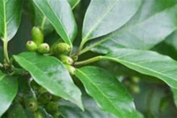 什么花肥适合各种花用,养花肥料大全