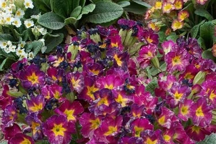 仙鹤来这花怎么养？？