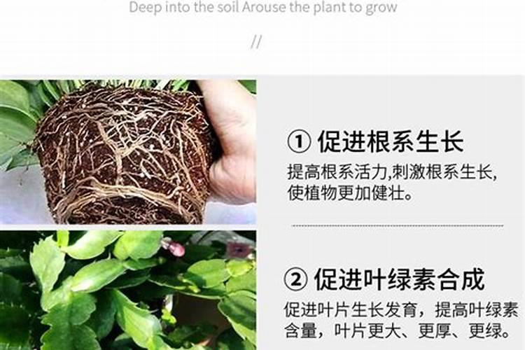 给盆花施肥过多了怎么办？ 根外施肥有什么好处？
