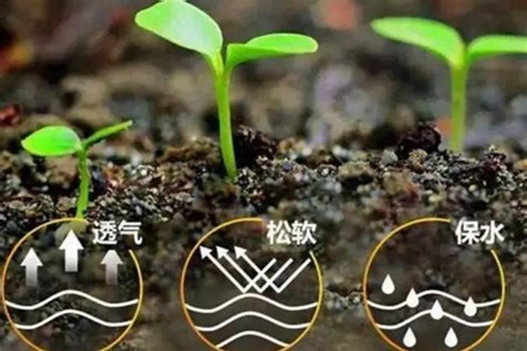 钙肥的作用及施用方法