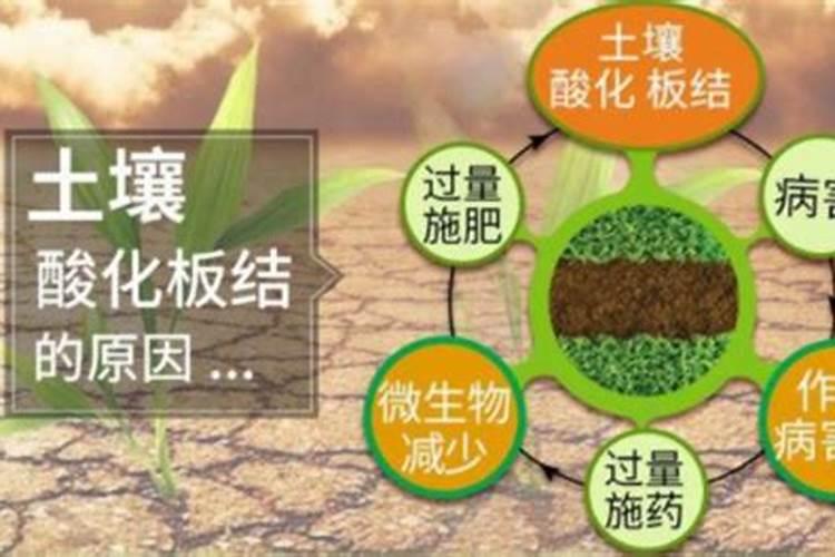 钙肥是什么