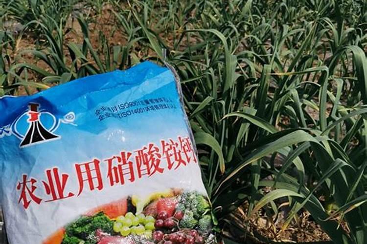 多少油菜花可以提取1克芸苔素？