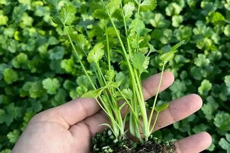 香菜的施肥是关键,香菜施肥有哪些好的方法？