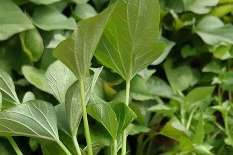 红薯的三个最佳肥料