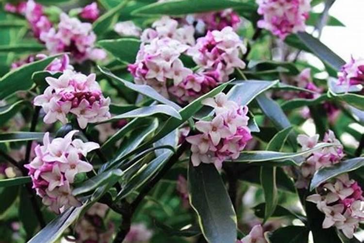 苹果花后施什么肥