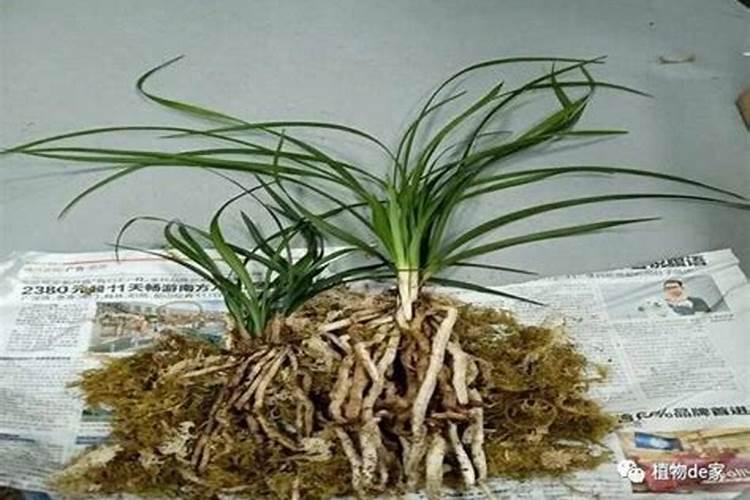 苹果开花的时候可以浇水吗？