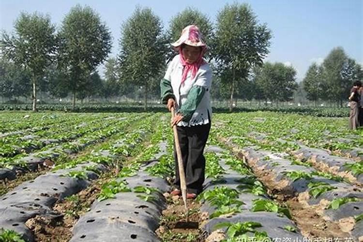 罗汉果花叶病毒用什么药防治有效果