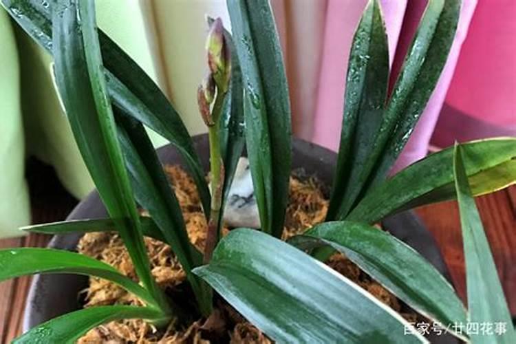 种植山药什么时间,冲钾肥最好？