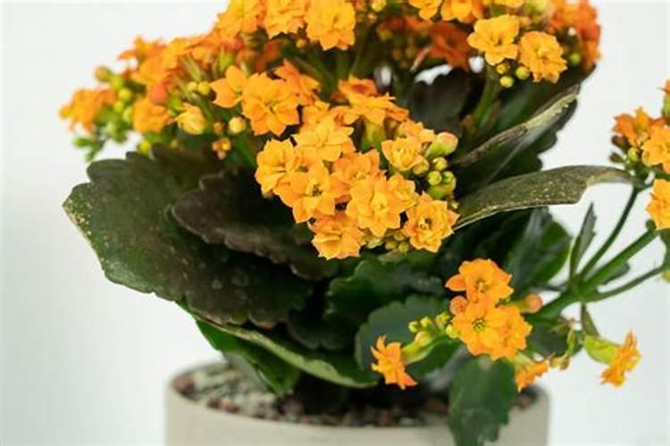 芸苔素叶面肥哪种最好