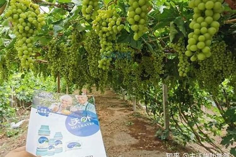 水溶肥可以不兑水用吗 水溶肥料兑水比例是多少