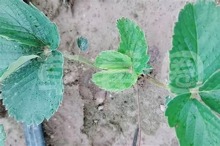 怎么提高红薯产量？红薯栽培技术大全