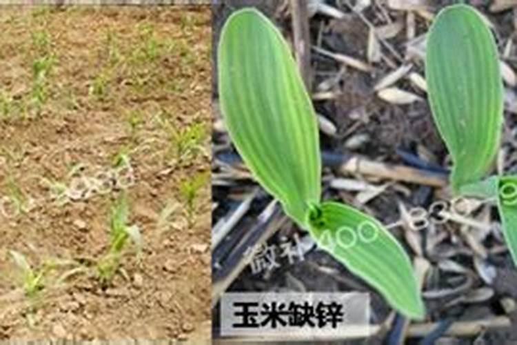 芒果种植技术要点 芒果应该怎么养殖