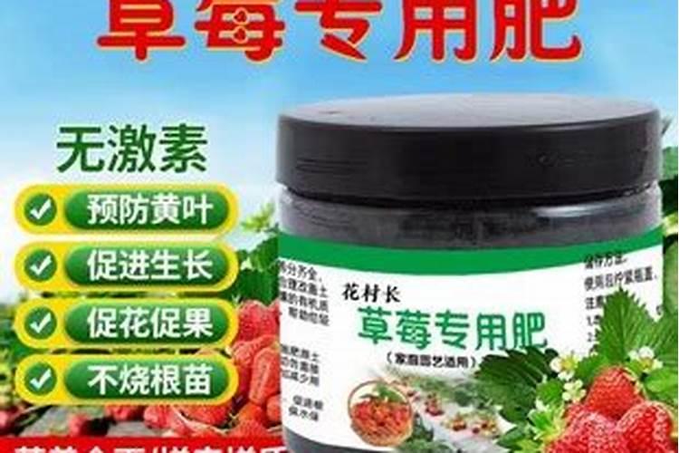 茶花最忌三种肥料