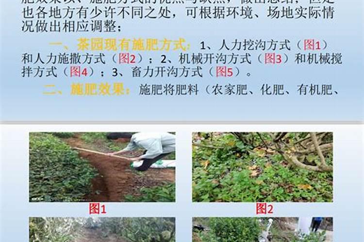 10～20度茶叶喷施叶面肥会加抉生长吗？