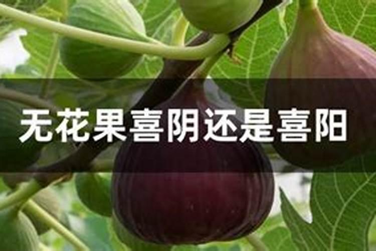 基本不打农药的安全水果有哪些？