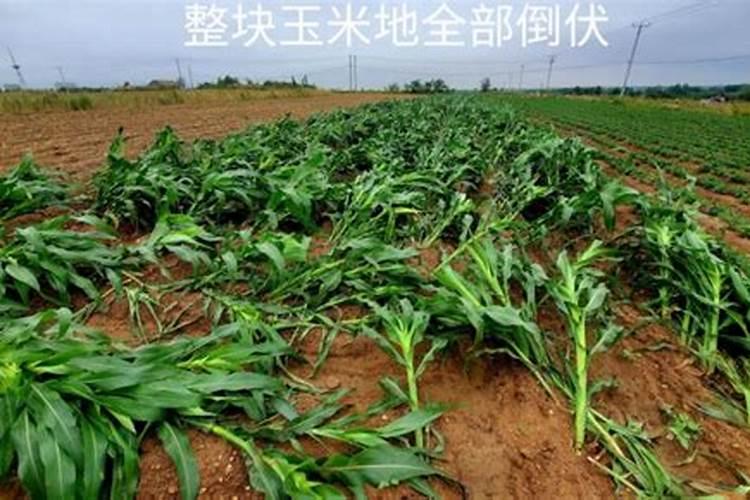 磷肥对植物的作用与功效