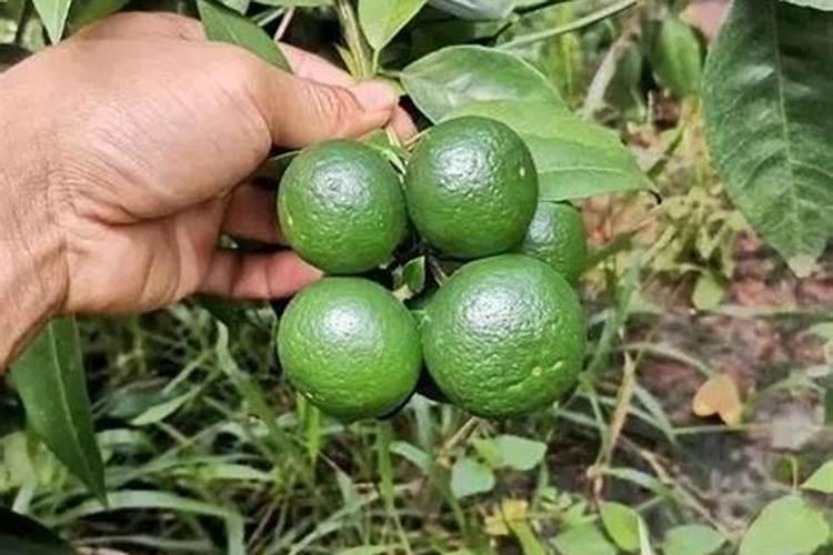 橘子树开花的时候怎样浇水