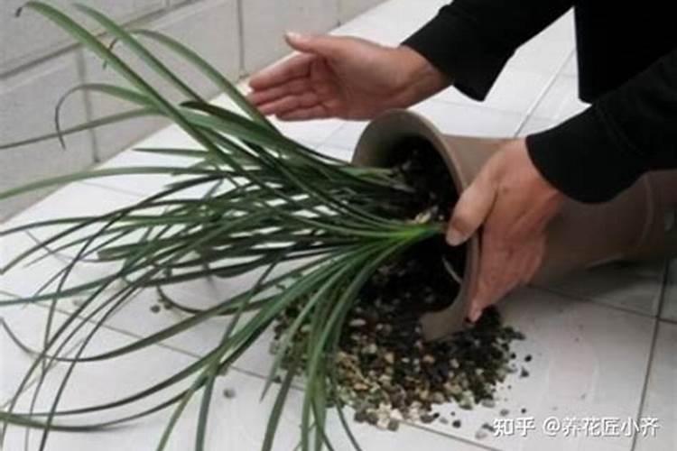 怎么判断兰花缺少氮肥,刚换盆的兰花能用磷钾肥吗