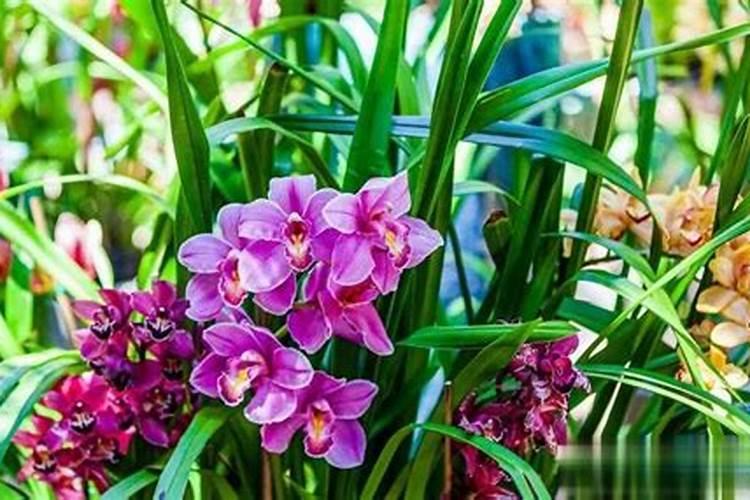 秋季兰花施什么肥料长得快