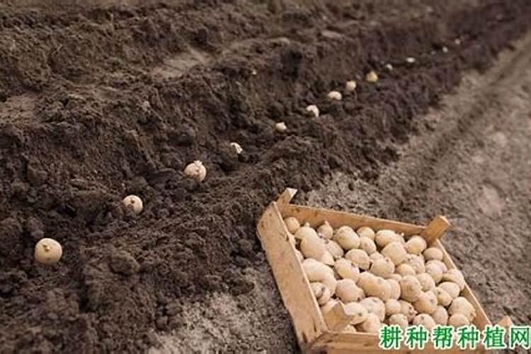 玉米除草剂可以和锌肥混用吗,多久见效