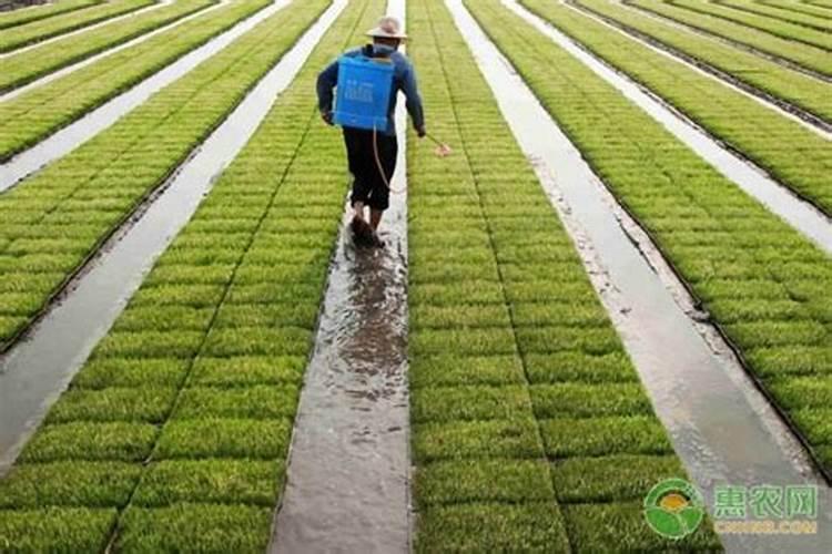 养花技巧如何施肥 花肥怎么施更有效果