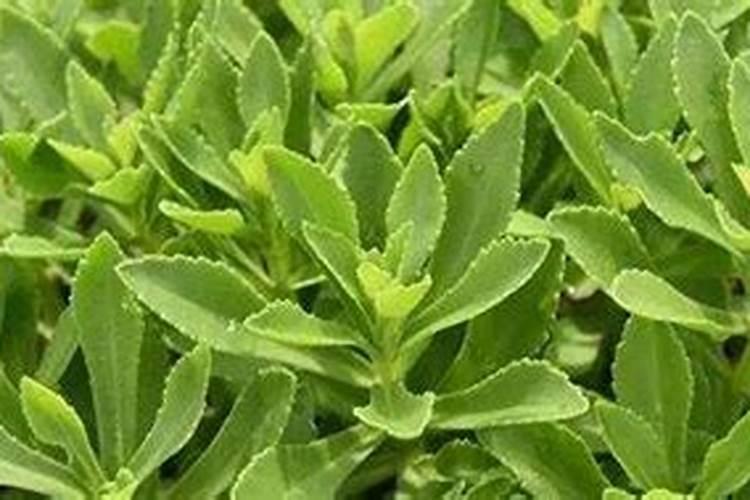 玫瑰花滴钙肥什么时候用？