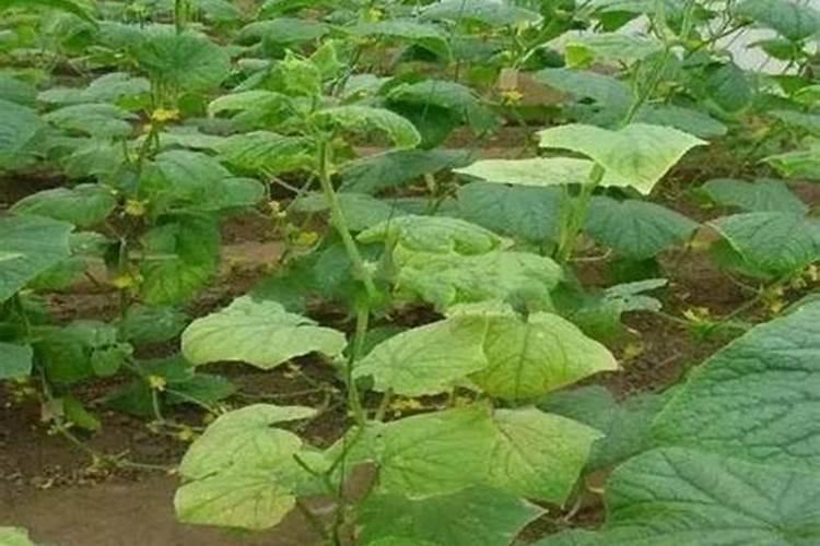 如何施用微量元素肥料才会更好