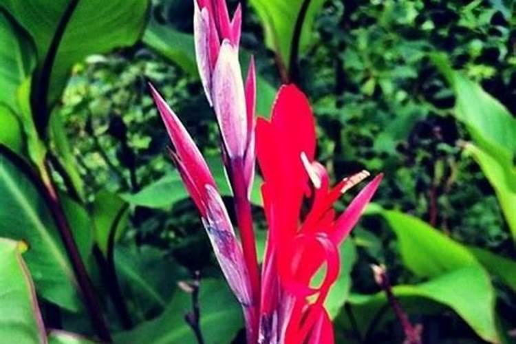 芭蕉芋的介绍