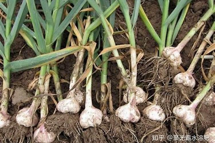 哪个,大蒜专用叶面肥效果好