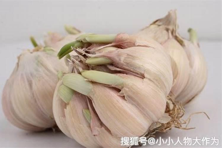 大蒜追什么肥产量高？这几种肥料别少了,叶子黑亮