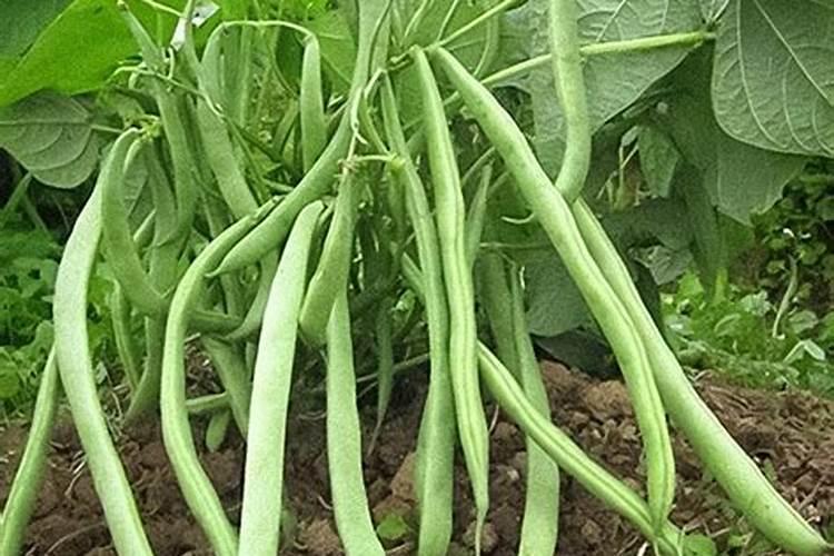 豆角到了末期又开了一次花能不能补充液态氮肥？